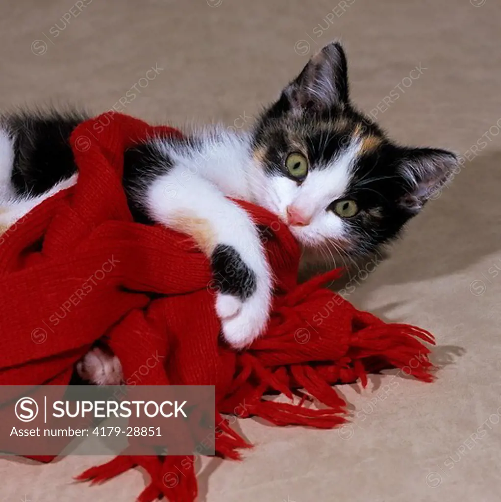 Kitten plays with red scarf