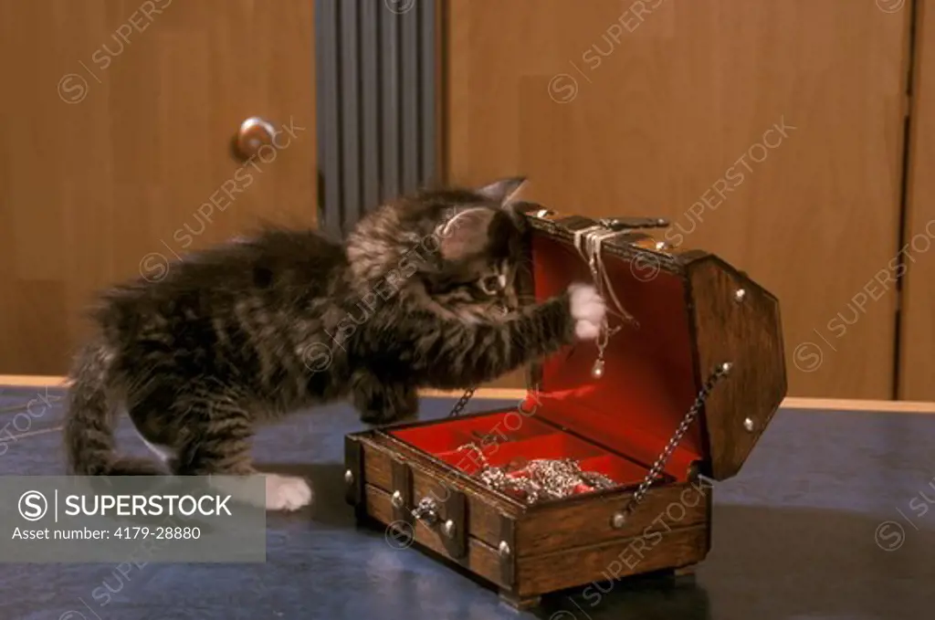 Norwegian Forest Kitten, 8 weeks old playing with Jewel Case
