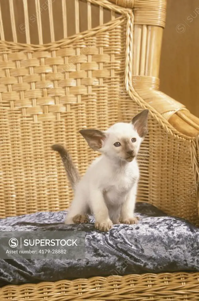 Siamese Kitten on Wicker Chair
