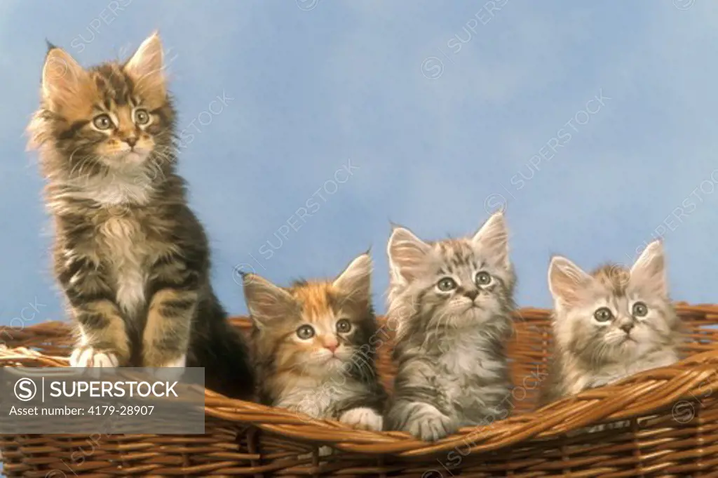 Maine Coon Kittens in Basket