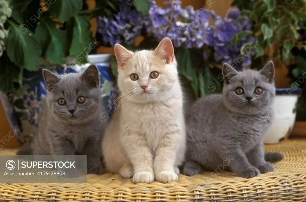 Three British Shorthair Kittens