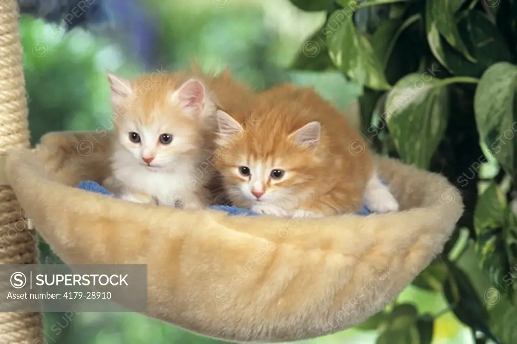 Norwegian Forest Kittens, 6 wks. old, sitting in basket
