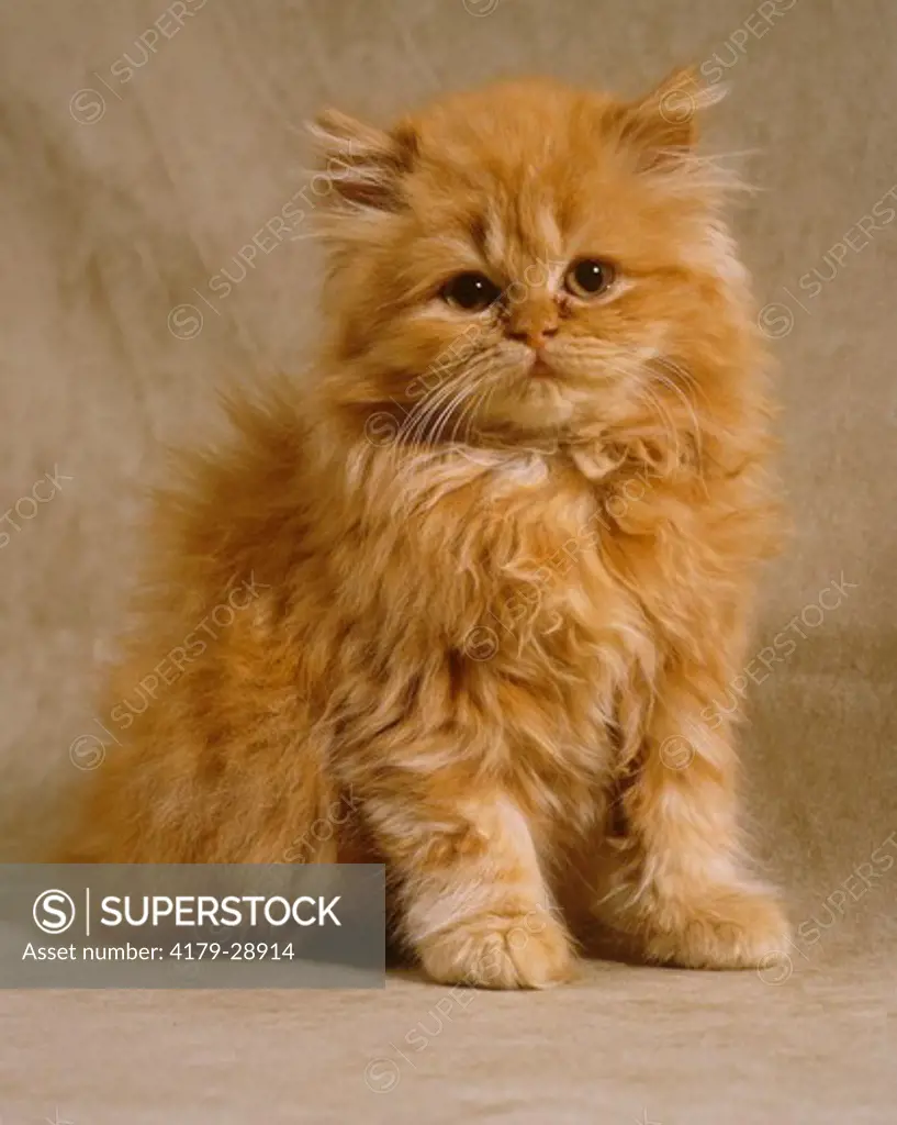Persian Red Tabby
