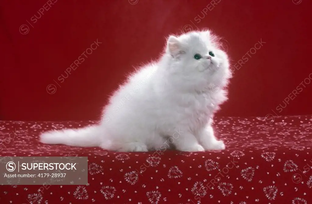 Persian Kitten - White