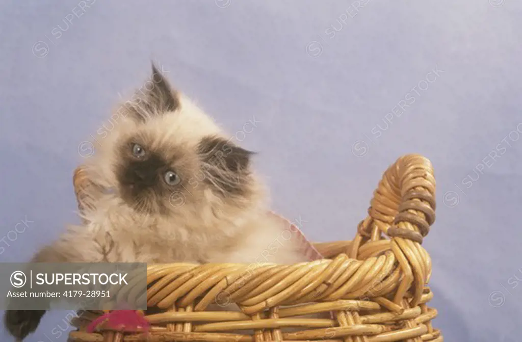 Colourpoint Persian Kitten in Basket