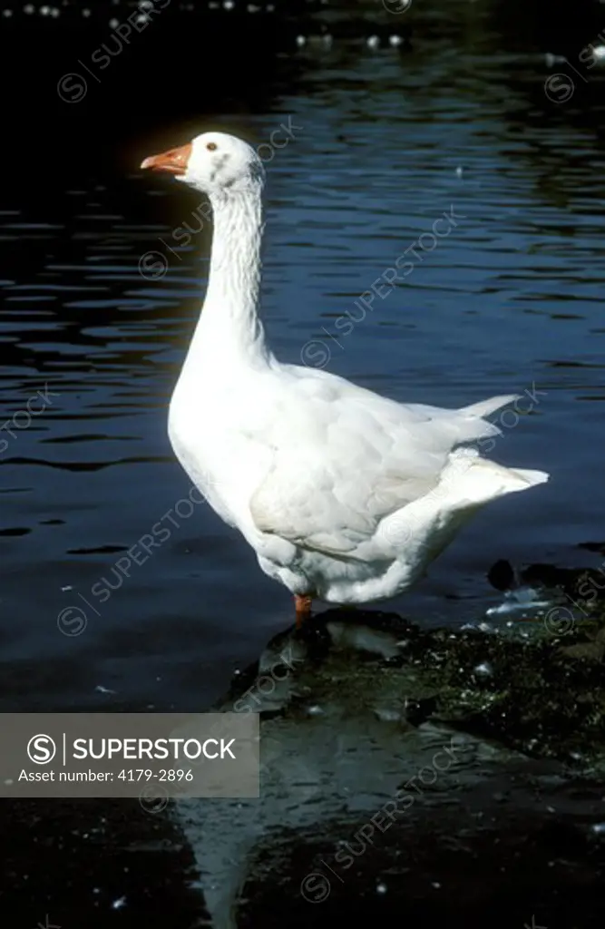 Domestic Goose (Anser anser) Colonial Park, NJ