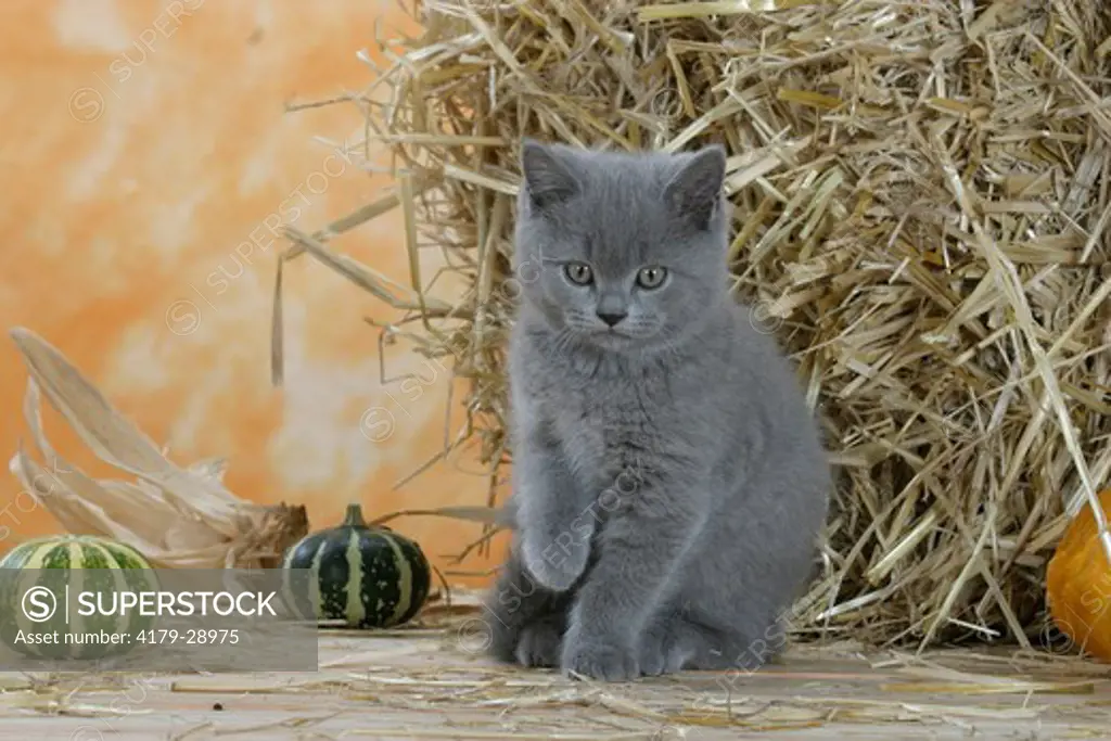 British Shorthair Cat, kitten, blue