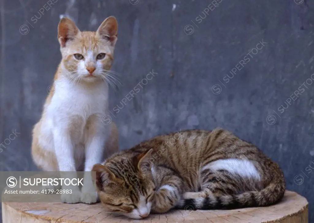 Two Kittens on Wood