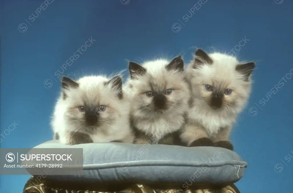 Kittens, Himalayan