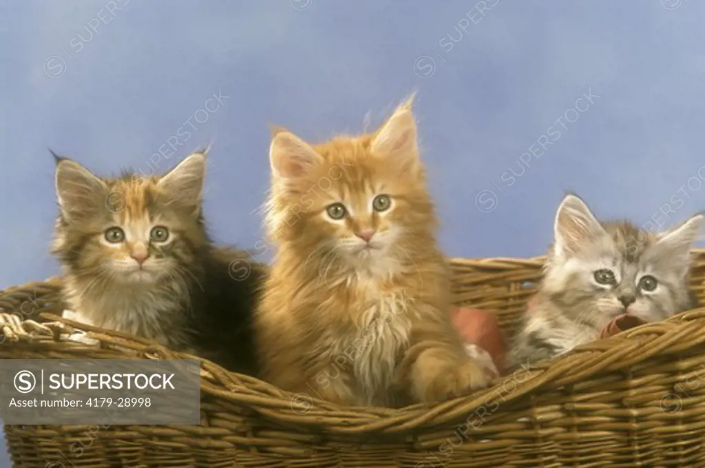 Maine Coon Kittens in basket