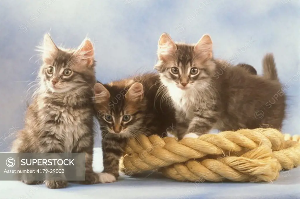 Norwegian Forest Kittens w/ rope