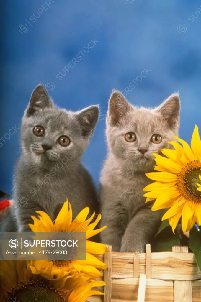 Two British Shorthair Blue Kittens