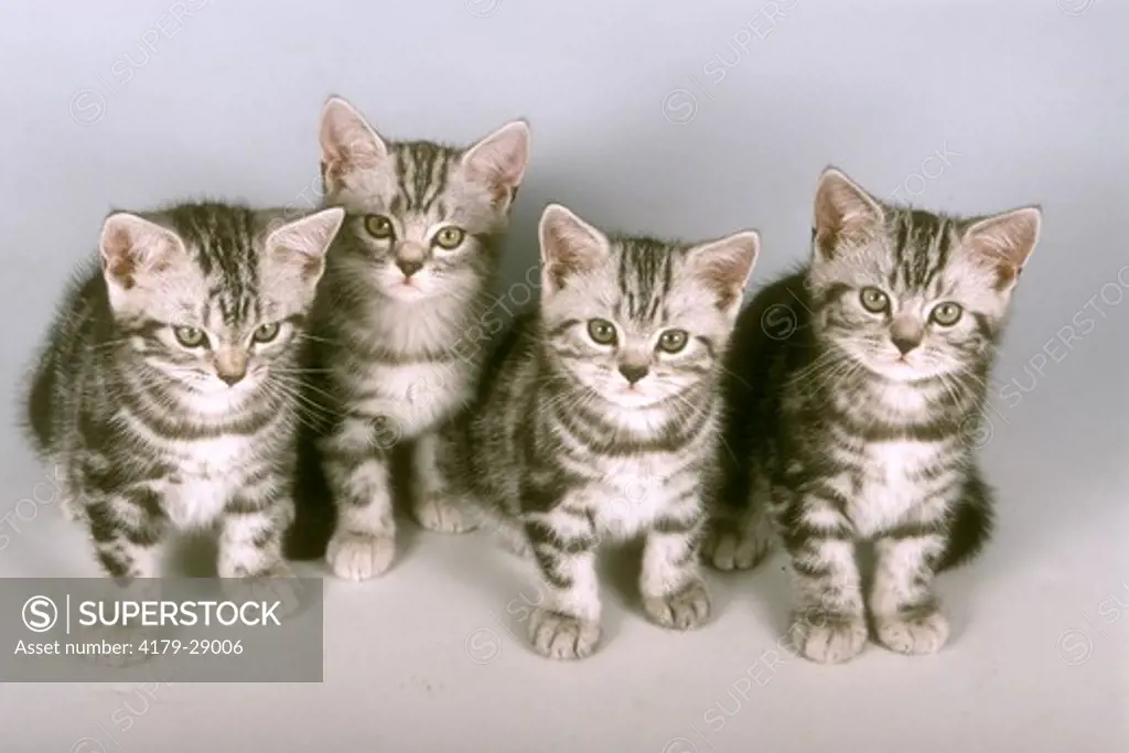 Four Kittens: British Shorthair Silver Tabby