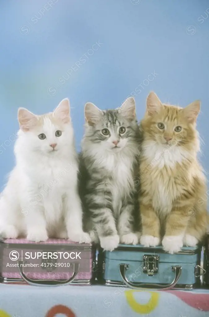 Three Norwegian Forest Kittens