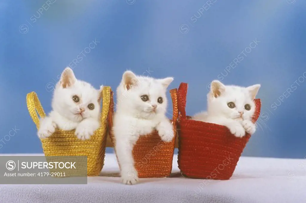 Three British Shorthair Kittens