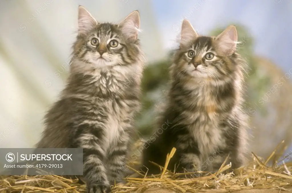 Two Norwegian Forest Kittens