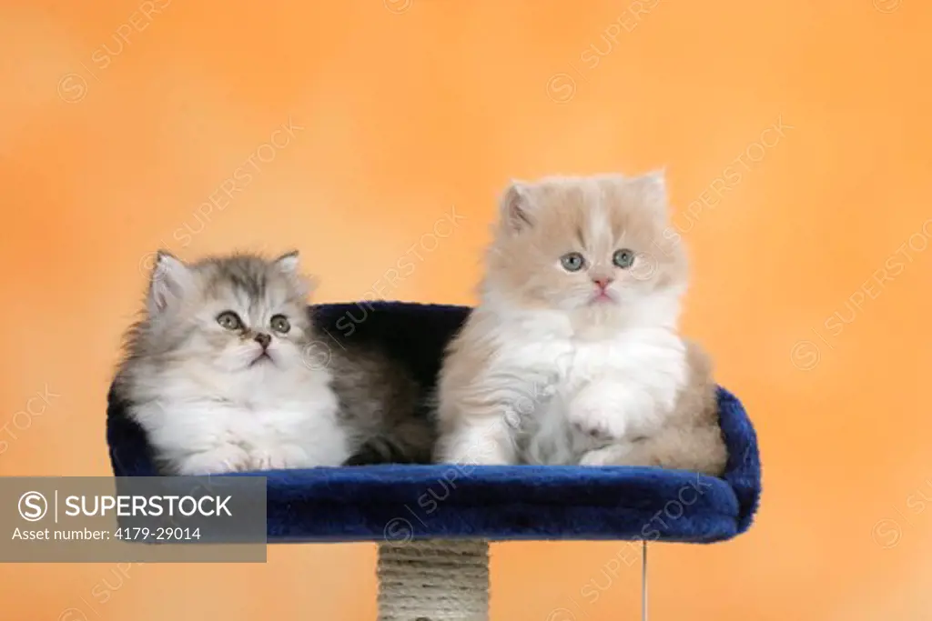 Persian Cats, kittens, 6 weeks