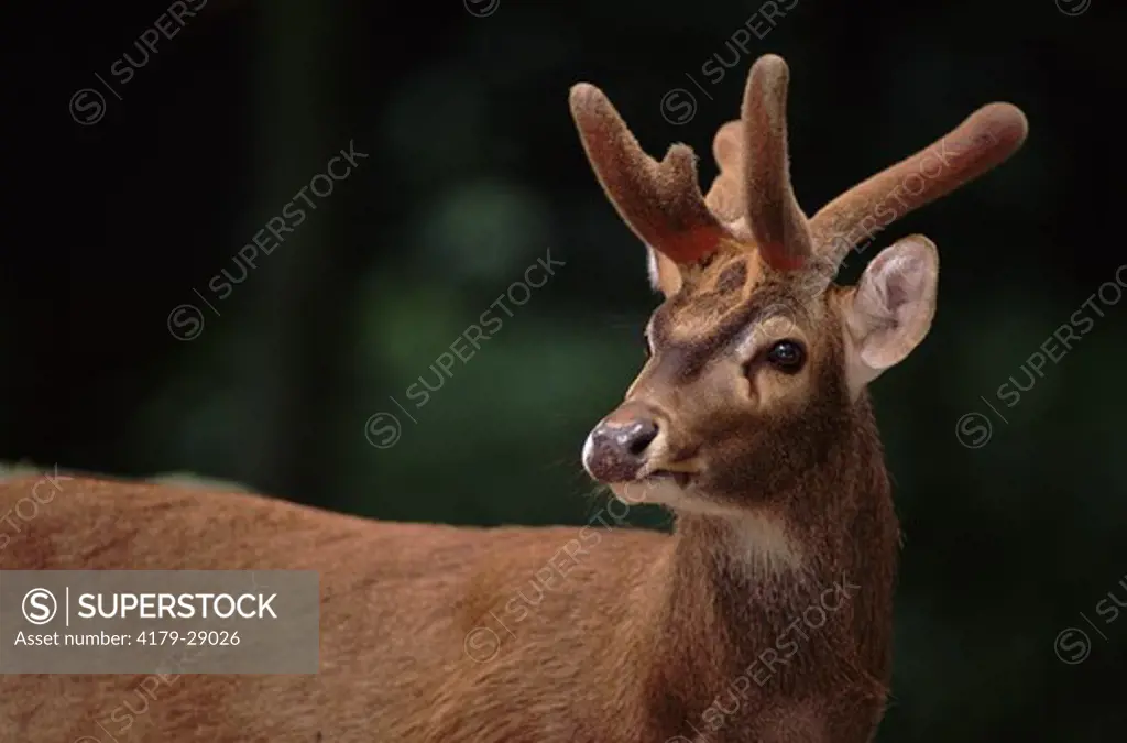 Eld's Deer or Thamin (Cervus eldi) captive