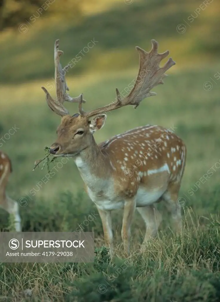 Fallow Deer in Meadow, Germany