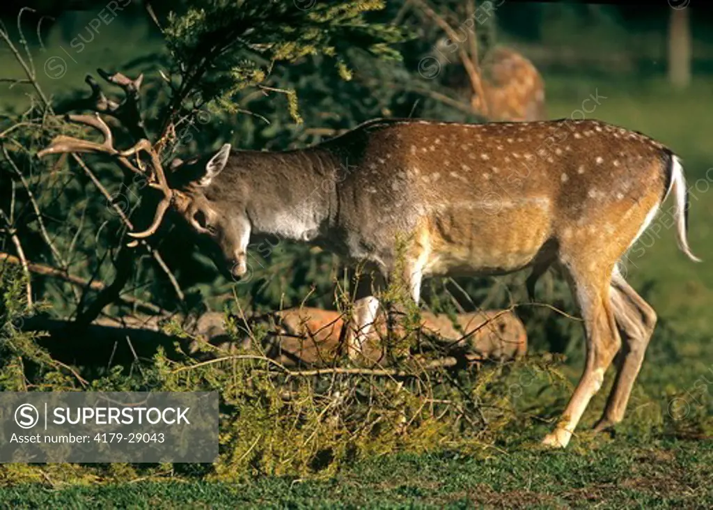 Young Fallow Deer stag fraying, marking territory at the beginning of rutting season (Dama dama) Germany