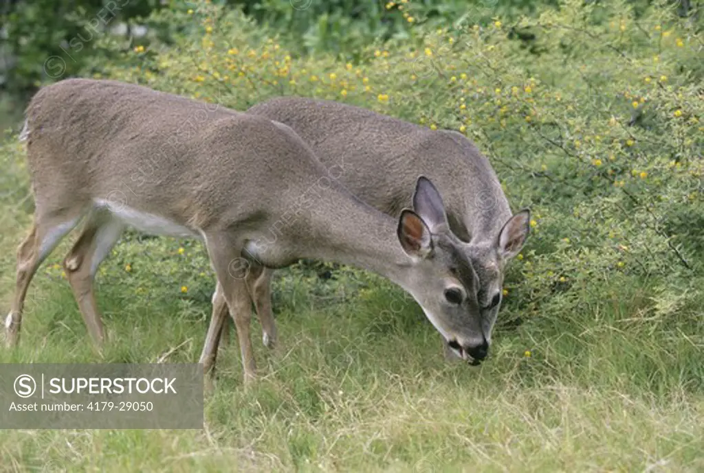 Key Deer (Odocoileus v. clavium) Doe & young Buck feeding, Florida