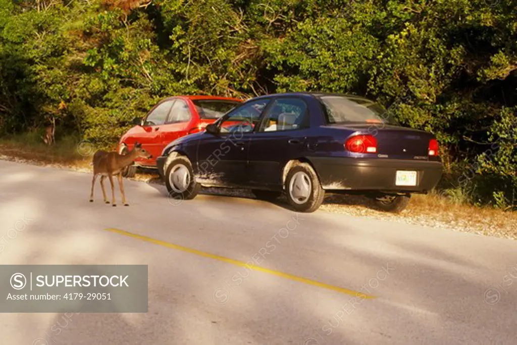 Key Deer (Odocoileus virginianus clavium), Nat. Key Deer Refuge,FL, Florida Keys