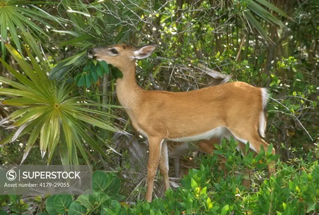 Key Deer (Odocoileus virginianus) National Key Deer Refuge, Florida