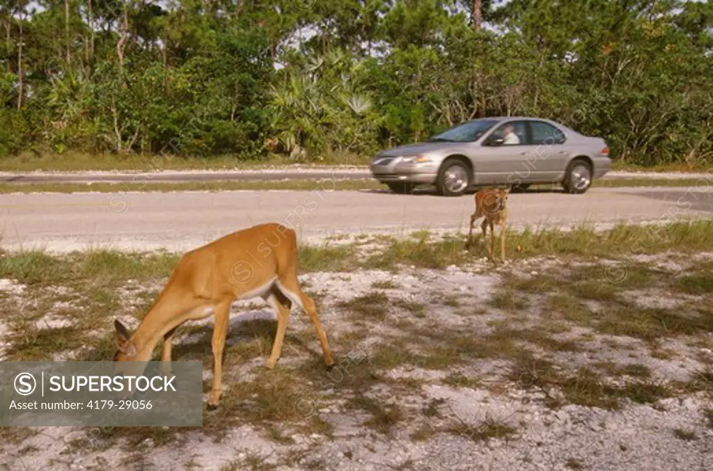 Key Deer, Odocoileus virginianus calvium, Big Pine Key, Florida