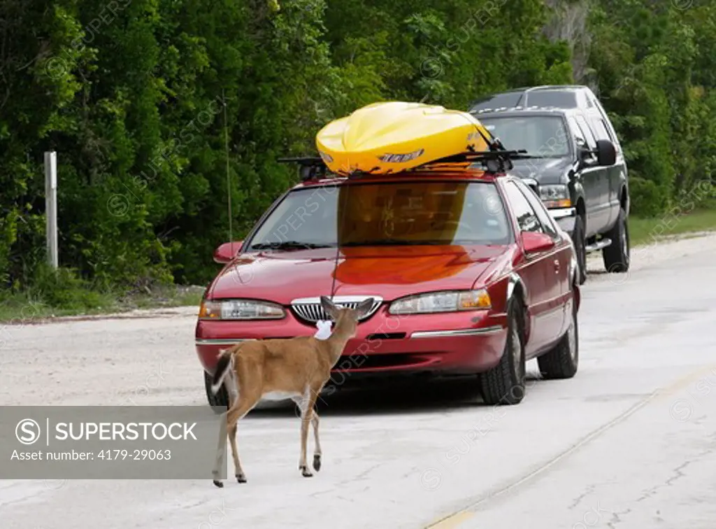 Key Deer walking out in front of cars (Odocoileus virginianus clavium) Key Deer NWR, Florida Keys
