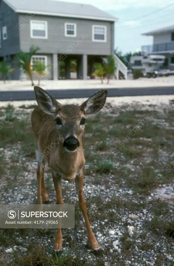 Key Deer at Refuge, Big Pine Key, FL (Odocoileus virginianus clavium) Florida