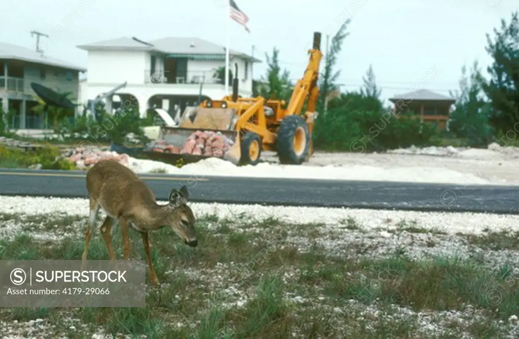 Key Deer at Refuge, Big Pine Key, FL (Odocoileus virginianus clavium)