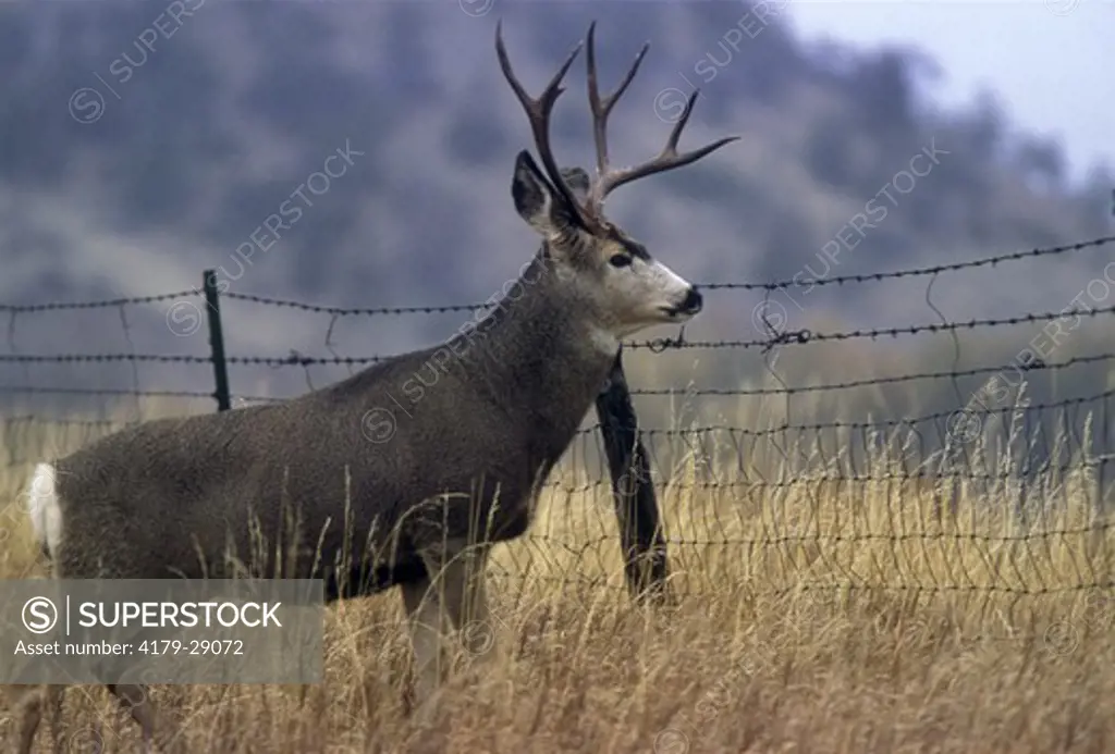 Mule Deer Buck at Fence (Odocoileus hemionus), McLeod Basin, MT, Montana