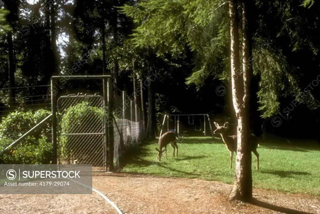 Mule Deer in Yard, sturdy Deer Fence protects Vegetable Garden, Oregon