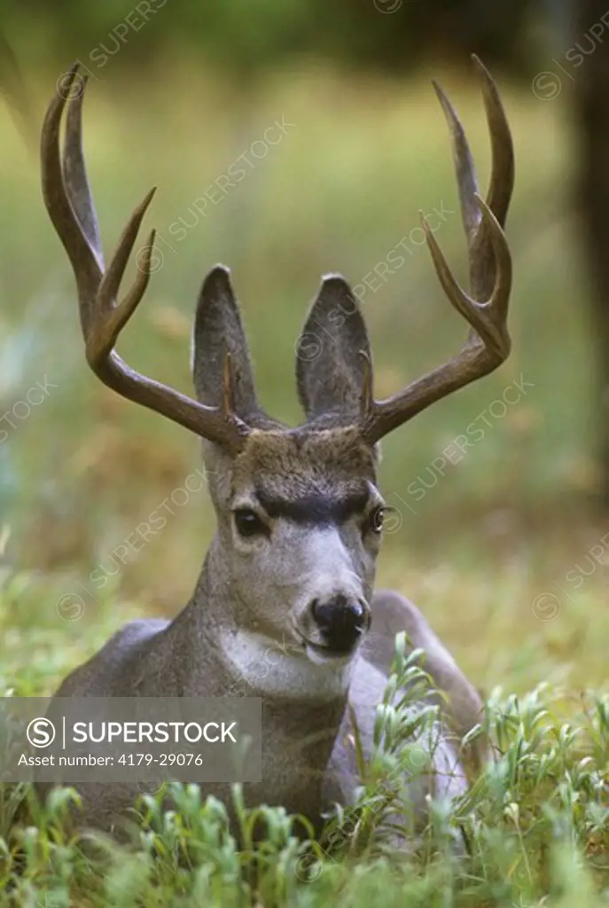 Mule Deer Buck (Odocoileus hemoinus) Yellowstone NP, Wyoming