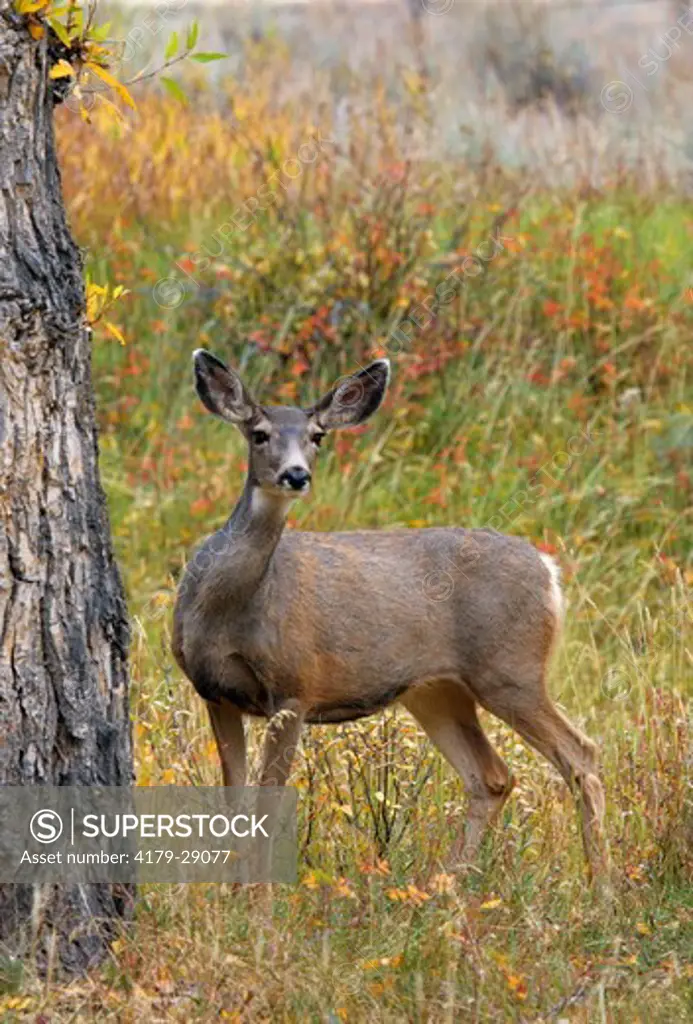 Mule Deer (Odocoileus hemionus) Doe, Teton Natl. Park, Wyoming