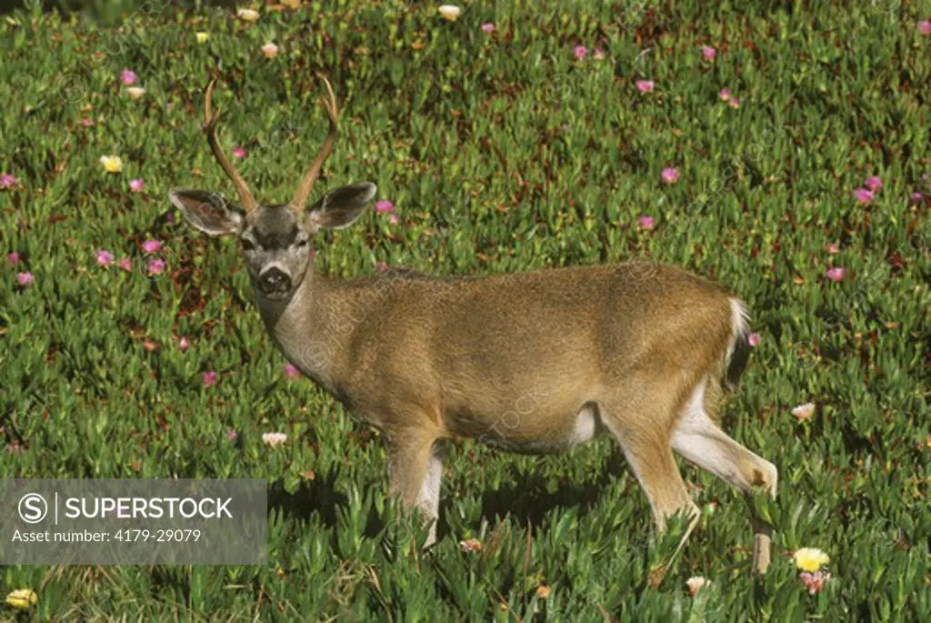 Mule Deer  (Odocoileus hemonionus) Monterey, CA, California