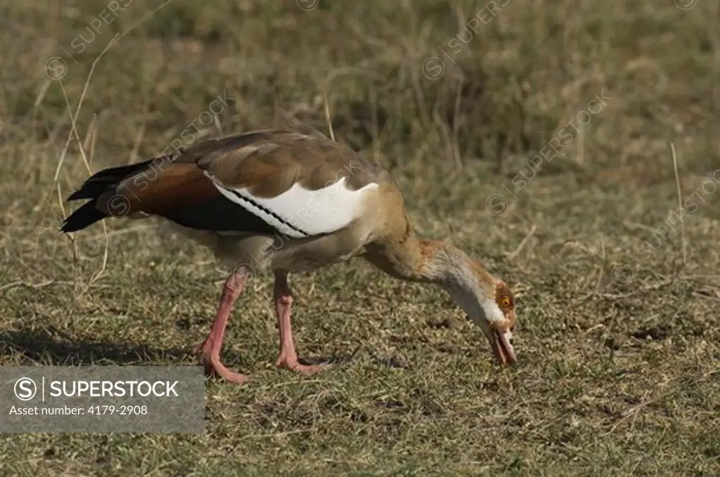Egyptian Goose, Amboseli National Park, Kenya