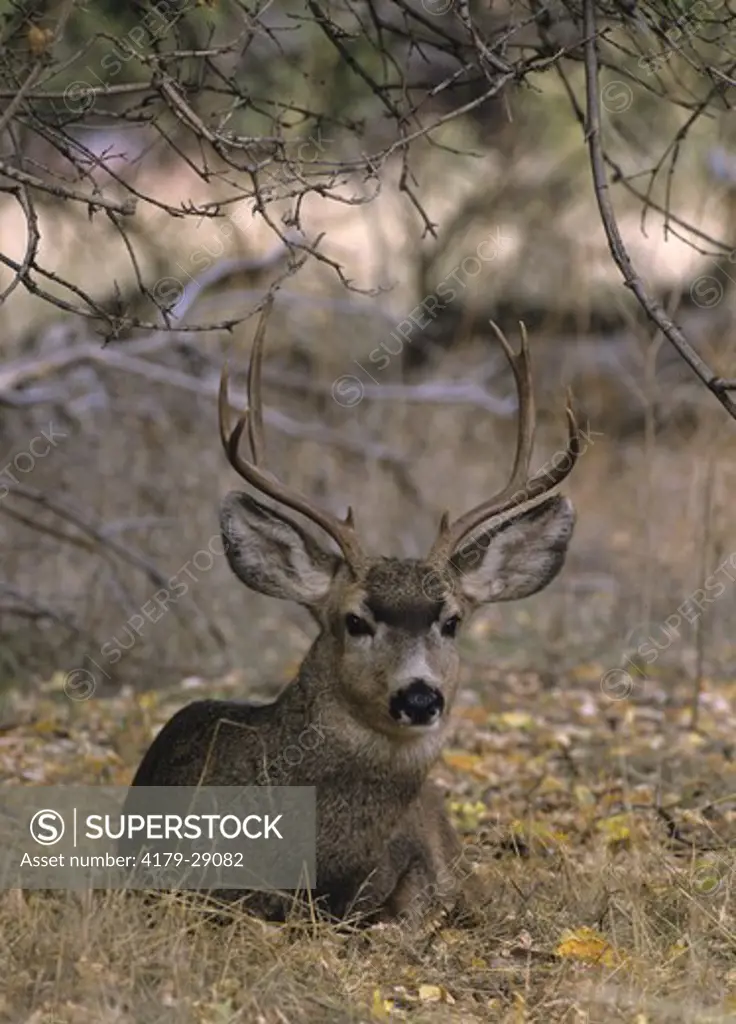 Blacktail Deer (Odocoileus hemionus) Zion NP, UT, Utah. eye contact