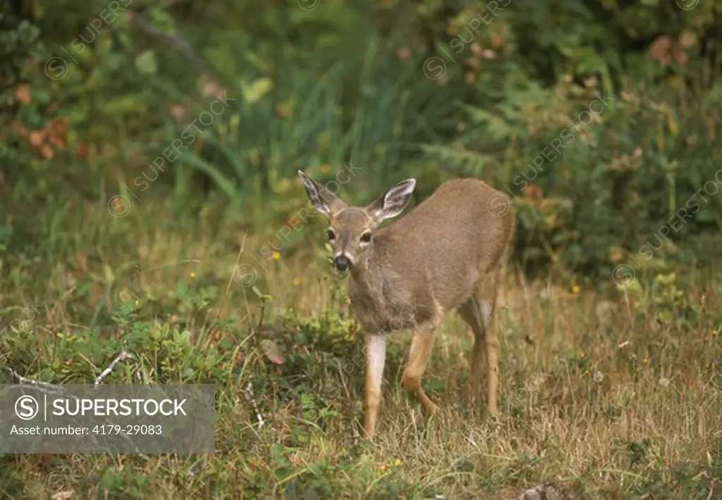 Mule Deer, Doe (Odocoileus hemionus), Redwoods N.P., CA,  California
