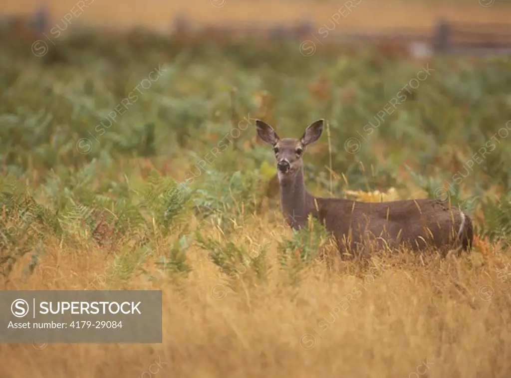 Mule Deer, Doe in Grass Field (Odocoileus hemionus), Redwoods N.P., CA,  California