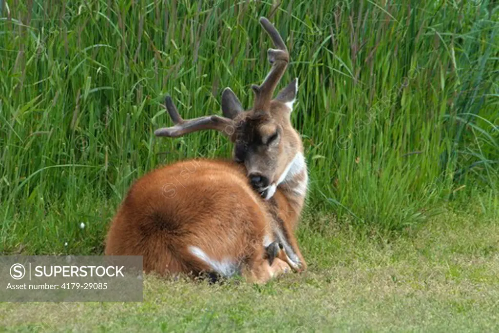 Sitka Black-tailed Deer (Odocoileus hemionus sitkensis) Kenai Peninsula Alaska