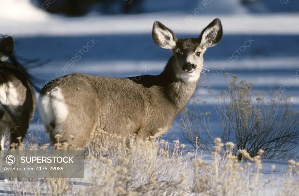 Mule Deer in Winter (Odocoileus hemonius) Bryce Canyon NP, Utah