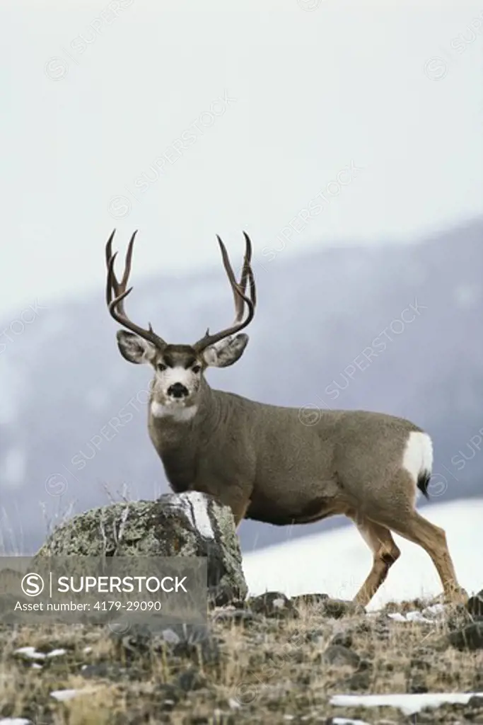 Mule Deer (Odocoileus hemionus) 10 pt. Buck during Rut, Yellowstone NP, Montana