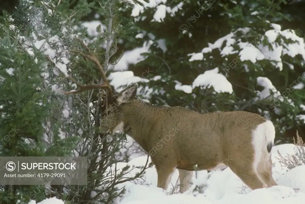 Mule Deer (Odocoileus hemionus) Buck rubbing Tree with Antlers, Yellowstone NP, Wyoming, deep Snow