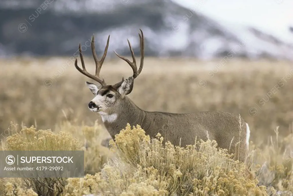 Mule Deer (Odocoileus hemionus) Buck during Rut, Common Rabbitbrush, Yellowstone NP, Montana