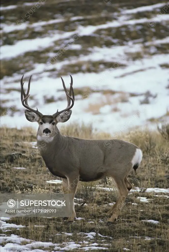 Mule Deer (Odocoileus hemionus) Buck during Rut, Yellowstone NP, Montana