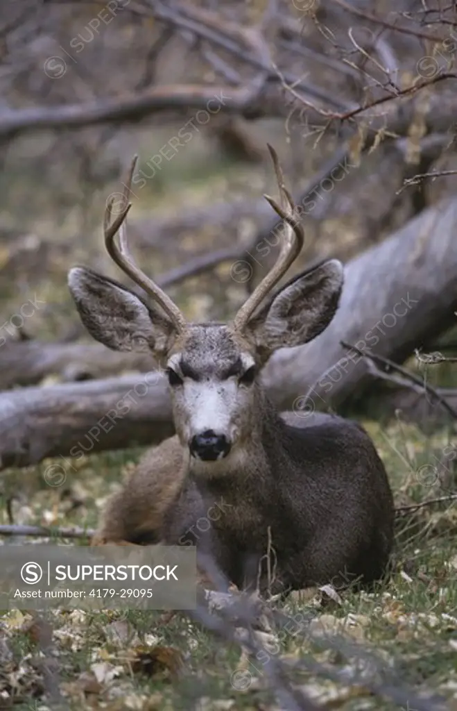 Mule Deer Buck lying down in Forest (Odocoileus hemionus) Zion NP, Utah