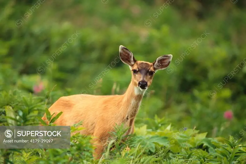 Sitka Blacktail Deer in meadow (Odocoileus hemionus) KOdiak Island - Alaska