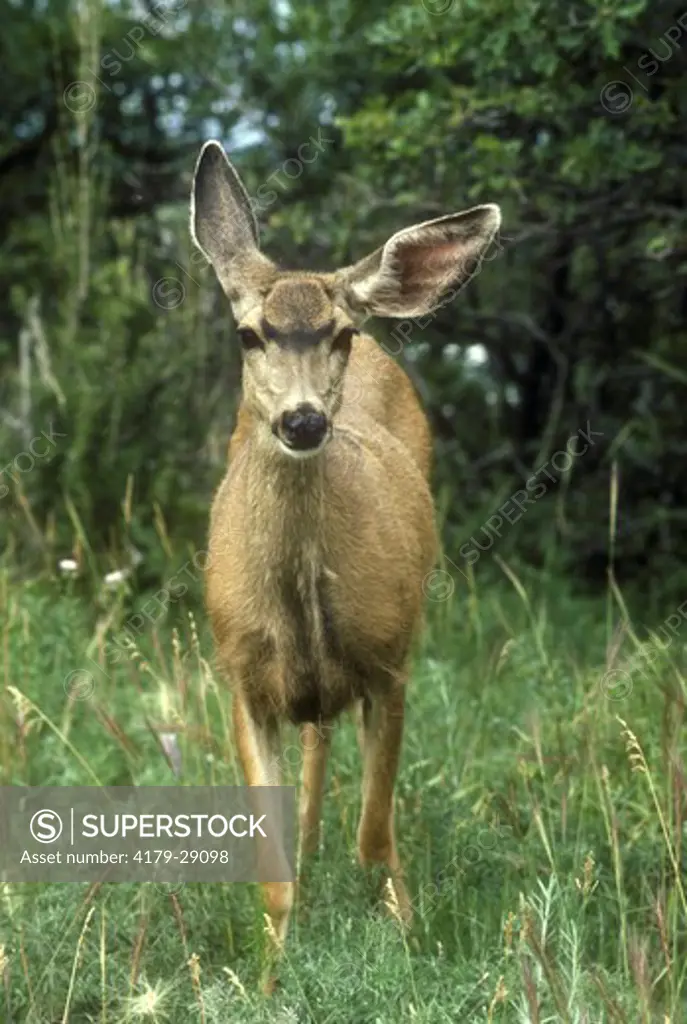Mule Deer (Odocoileus hemionus) Colorado