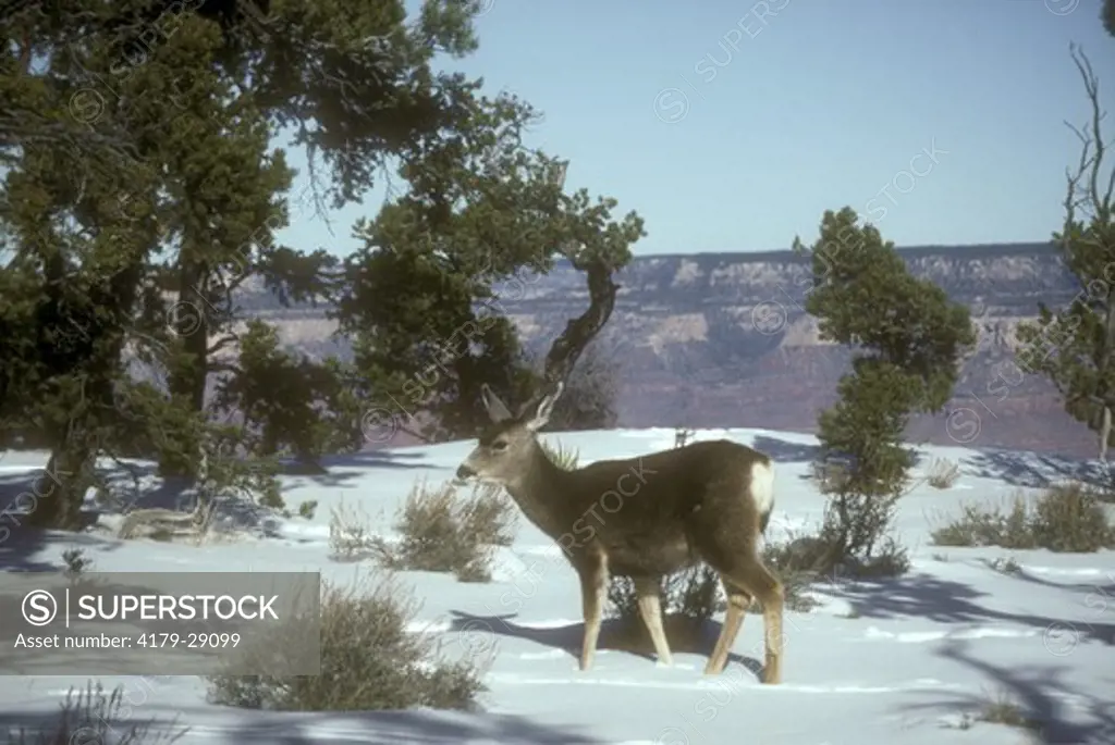 Mule Deer  (Odocileus hemionus) Grand Canyon, Arizona